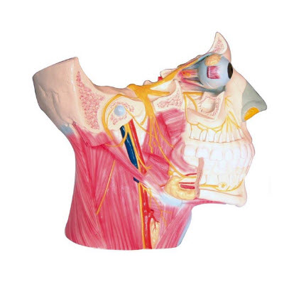 腦神經在頭頸部分布模型 yj/jj1288