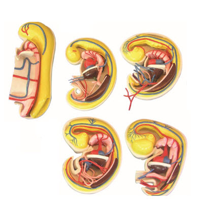 消化、呼吸、泌尿生殖、體腔的發(fā)生解剖示教模型 YJ/ZZ2017