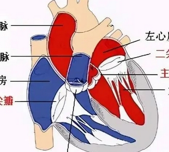 美敦力evproplus-34us經(jīng)導管主動脈瓣膜系統(tǒng)